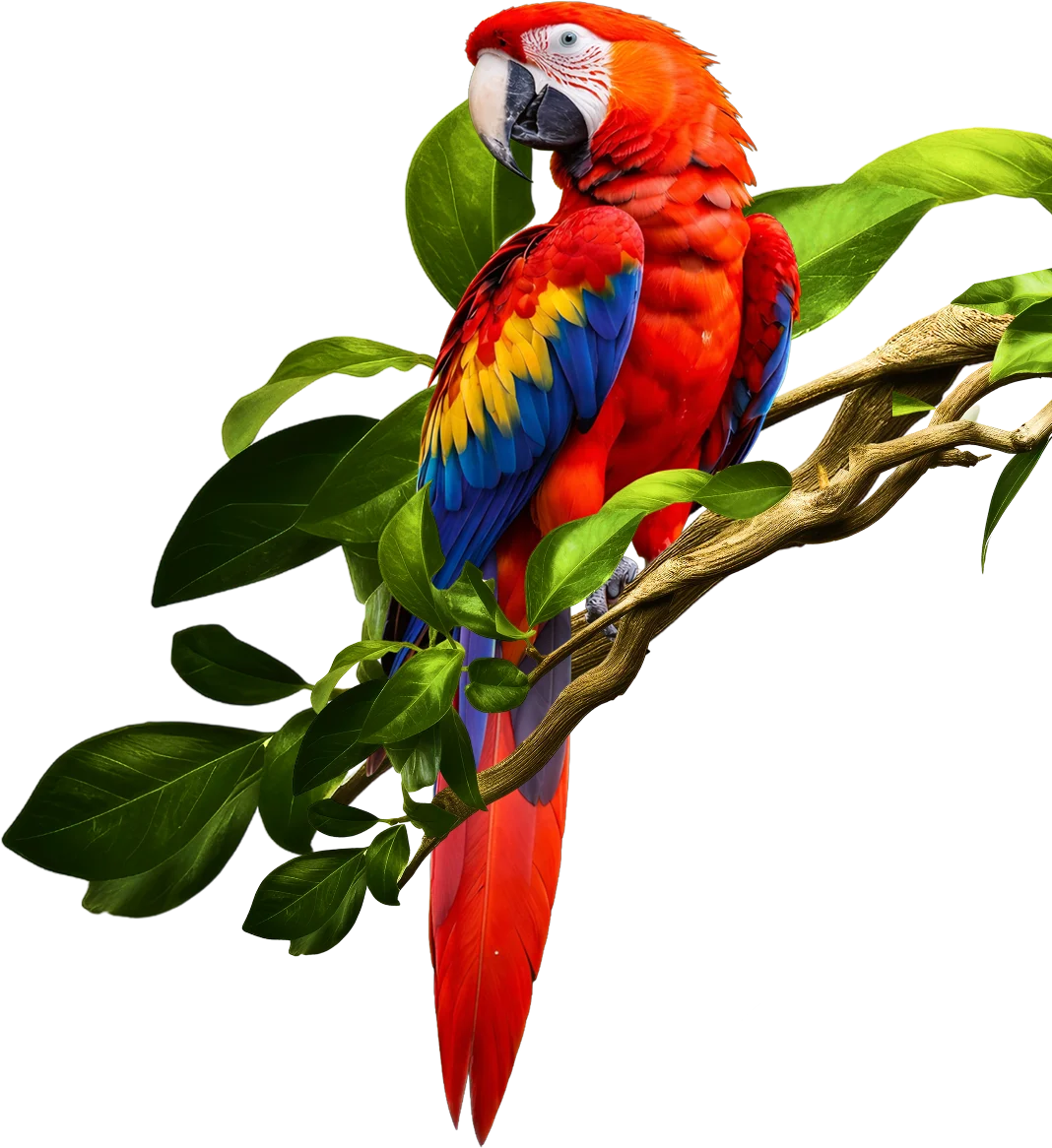 parrot